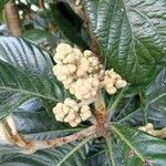 Eriobotrya japonica Frunză