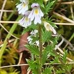 Euphrasia salisburgensis Lorea