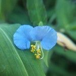 Commelina erecta花