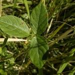 Galactia striata पत्ता