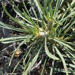 Echium brevirame List