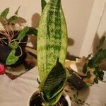 Sansevieria hyacinthoides Blad