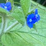 Pentaglottis sempervirensFlor