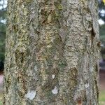 Ginkgo biloba Bark