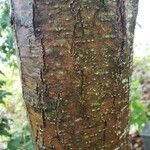 Castanea mollissima 樹皮