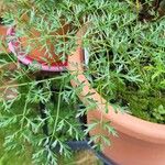 Katapsuxis silaifolia Likasa