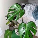 Monstera minima List