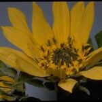 Wyethia angustifolia Flower