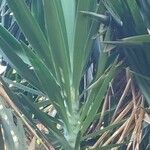 Yucca gigantea ഇല
