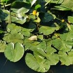 Nuphar pumila पत्ता