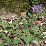 Prunella hastifolia Habitus