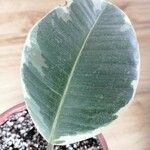 Ficus elastica Folha