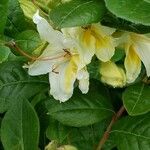 Rhododendron calendulaceum Fula