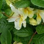 Rhododendron calendulaceum Fleur