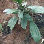 Coelogyne imbricata পাতা