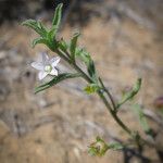 Convolvulus equitans Hábito