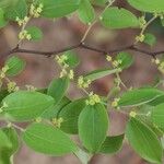 Ziziphus mucronata പുഷ്പം