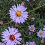 Symphyotrichum novi-belgiiപുഷ്പം