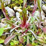 Antennaria dioica Leaf