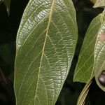 Nectandra villosa Ліст