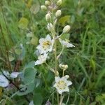 Anticlea elegans Flower