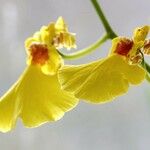 Oncidium altissimum മറ്റ്