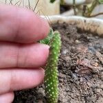 Aporocactus flagelliformisFolio