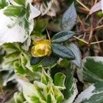 Berberis verruculosa Blomst