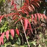 Rhus succedanea Leaf