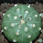 Astrophytum asterias Blatt