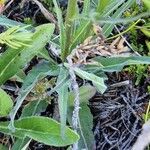 Phyteuma betonicifolium Hoja