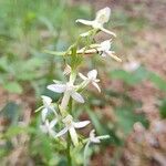 Platanthera bifoliaBlomst