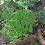 Calliandra haematocephala Folha