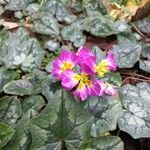 Primula vulgarisFlower