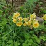 Linaria supina 花