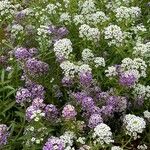 Lobularia maritimaফুল