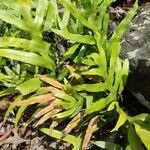 Phymatosorus scolopendria Φύλλο
