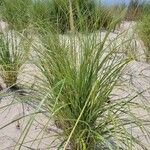 Calamagrostis breviligulata Leaf