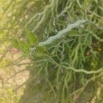 Euphorbia tithymaloides Hoja
