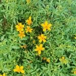 Tagetes tenuifoliaFlower