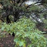 Malus prunifolia Fuelha