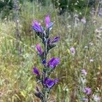 Echium tuberculatum