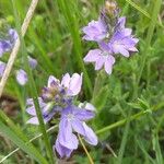 Veronica austriaca Blüte