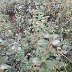 Myrsine africana Likasa