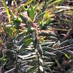Agathosma ovata Leaf