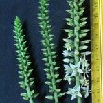 Coutoubea spicata Altro