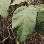 Solanum torvum Leaf
