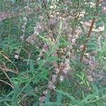 Buddleja alternifolia Hábito