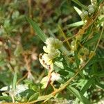 Cuscuta pentagona 花
