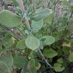 Salvia chamaedryoides Hoja
